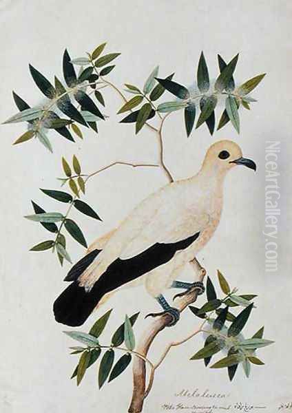 Melabeuca, Poke Glam, Boorong ra-ooah ra-ooah, from 'Drawings of Birds from Malacca', c.1805-18 Oil Painting by Anonymous Artist