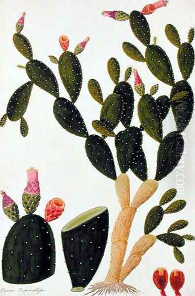 Liedah Badah, Cardasse Cochenille, from 'Drawings of Plants from Malacca', c.1805-18 Oil Painting by Anonymous Artist