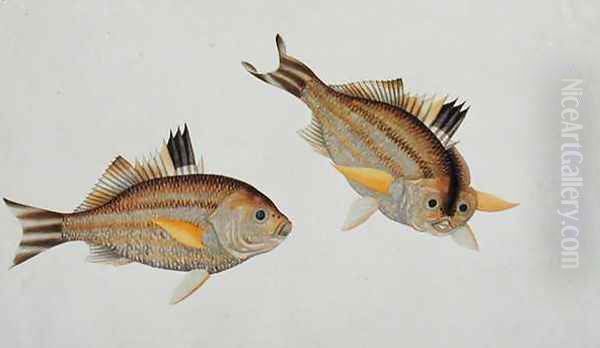 Eekan King-kerong, from 'Drawings of Fishes from Malacca', c.1805-18 Oil Painting by Anonymous Artist