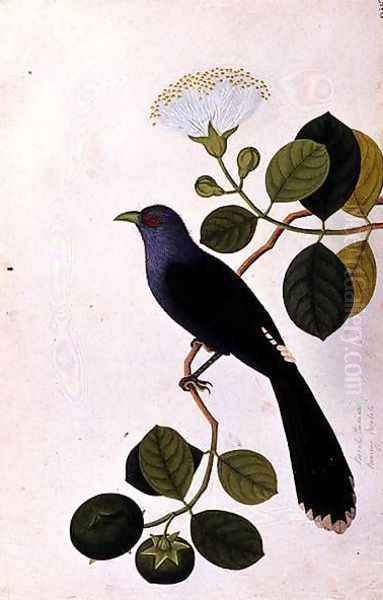 Booah Piedada, Boorong Boobote, from 'Drawings of Birds from Malacca', c.1805-18 Oil Painting by Anonymous Artist