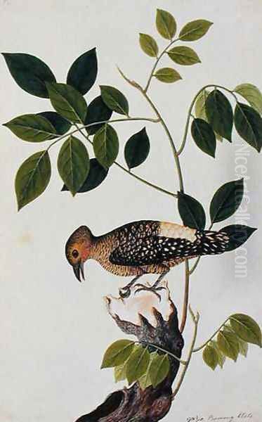 Boorong Klato, from 'Drawings of Birds from Malacca', c.1805-18 Oil Painting by Anonymous Artist