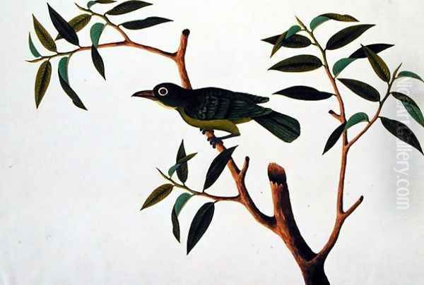 Bird in a Tree, from 'Drawings of Birds from Malacca', c.1805-18 Oil Painting by Anonymous Artist