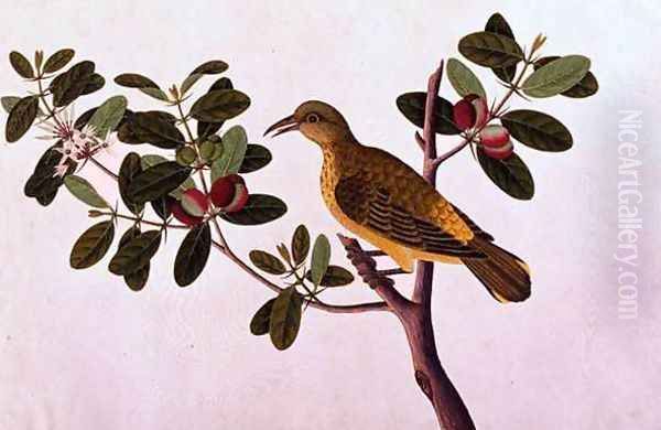 Boorong Koonjit Koonjit, from 'Drawings of Birds from Malacca', c.1805-18 Oil Painting by Anonymous Artist