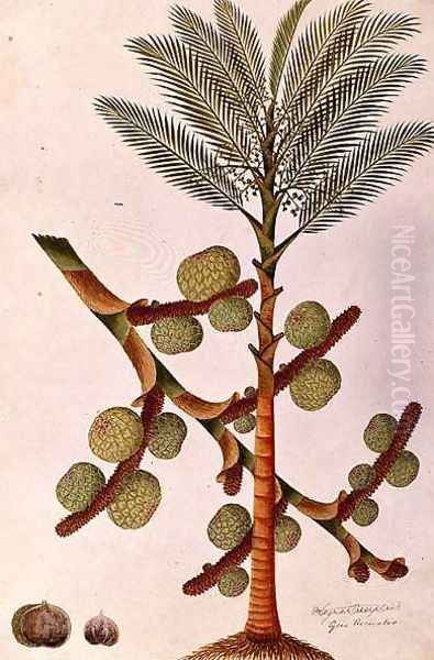 Sago, from 'Drawings of Plants from Malacca', c.1805-18 Oil Painting by Anonymous Artist