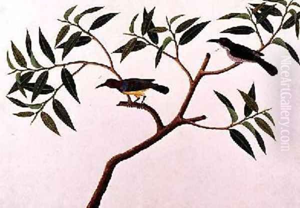 Humming Bird, Boorong cherichap, from 'Drawings of Birds from Malacca', c.1805-18 Oil Painting by Anonymous Artist