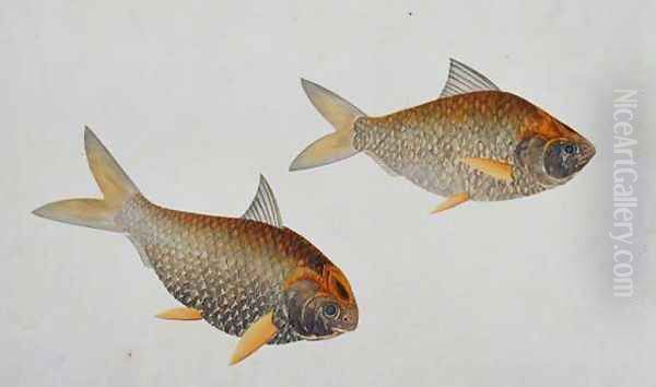 Eekan Troobole, from 'Drawings of Fishes from Malacca', c.1805-18 Oil Painting by Anonymous Artist