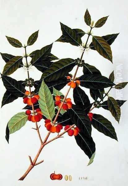 Coffee, from 'Drawings of Plants from Malacca', c.1805-18 Oil Painting by Anonymous Artist