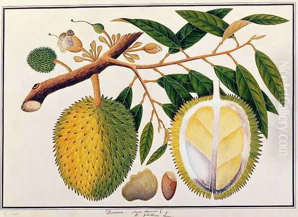 Doorean or Durio Hercorae, from 'Drawings of Plants from Malacca', c.1805-18 Oil Painting by Anonymous Artist