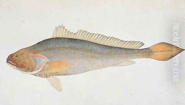 Eekan Slampay, from 'Drawings of Fishes from Malacca', c.1805-18 Oil Painting by Anonymous Artist