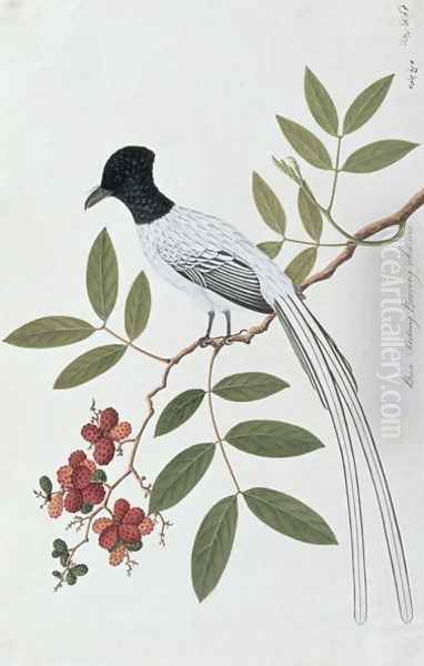 Bua Redang Boorong cha-wie, from 'Drawings of Birds from Malacca', c.1805-18 Oil Painting by Anonymous Artist