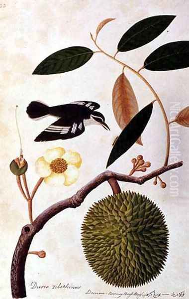 Durie zibethinus, Dorrian or Boorong Brass Brass, from 'Drawings of Birds from Malacca', c.1805-18 Oil Painting by Anonymous Artist