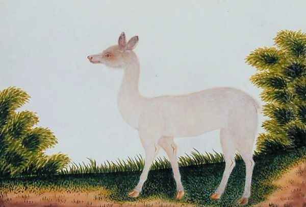 Furred Animal, from 'Drawings of Animals, insects and Reptiles from Malacca', c.1805-18 (3) Oil Painting by Anonymous Artist