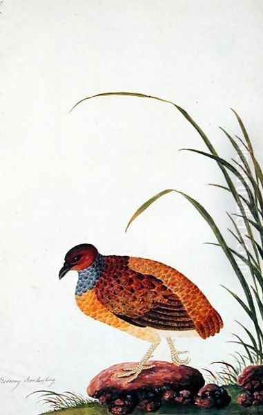 Boorong Door-lanting, from 'Drawings of Birds from Malacca', c.1805-18 Oil Painting by Anonymous Artist