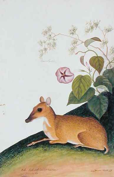 Poko Kelcdik (Sweet Potatoes) Plando ko, from 'Drawings of Animals, Insects and Reptiles from Malacca', c.1805-18 Oil Painting by Anonymous Artist