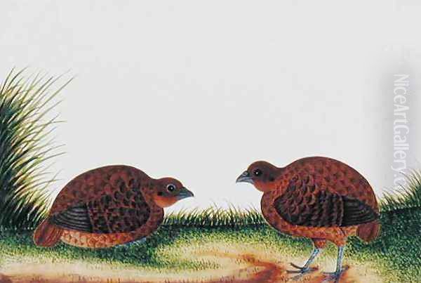 Boorong Beitam, from 'Drawings of Birds from Malacca', c.1805-18 Oil Painting by Anonymous Artist