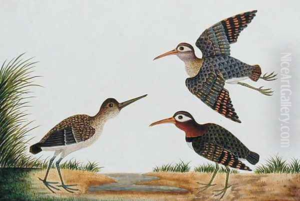 Great Snipe, Boorong Berbie, from 'Drawings of Birds from Malacca', c.1805-18 Oil Painting by Anonymous Artist