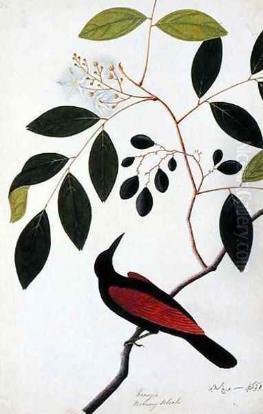 Kranjie, Boorong Seliah, from 'Drawings of Birds from Malacca', c.1805-18 Oil Painting by Anonymous Artist