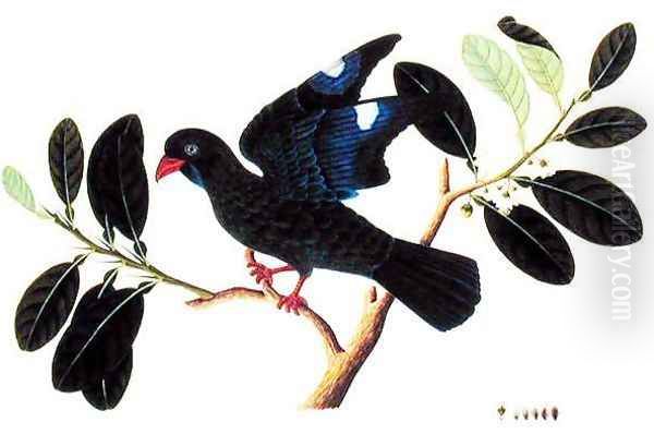 Boorong Tanou, from 'Drawings of Birds from Malacca', c.1805-18 Oil Painting by Anonymous Artist