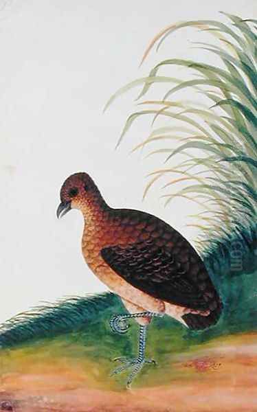 Exotic Bird, from 'Drawings of Birds from Malacca', c.1805-18 (6) Oil Painting by Anonymous Artist