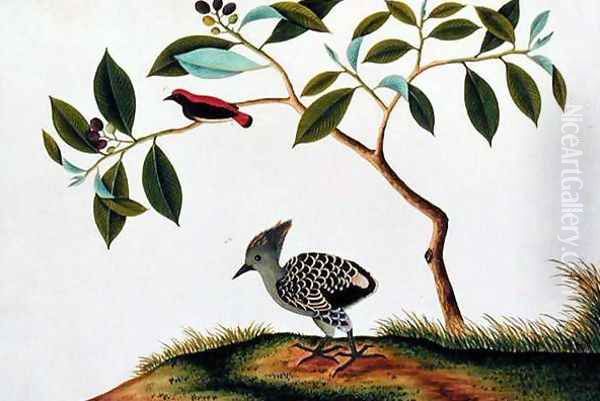 Sepah Pootrie, from 'Drawings of Birds from Malacca', c.1805-18 Oil Painting by Anonymous Artist