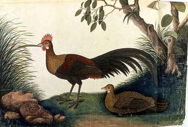 Poultry, from 'Drawings of Birds from Malacca', c.1805-18 Oil Painting by Anonymous Artist