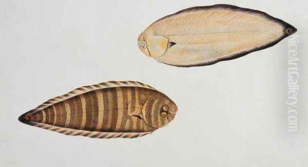 Tung Fish, Eekan Liedah Liedah, from 'Drawings of Fishes from Malacca', c.1805-18 Oil Painting by Anonymous Artist