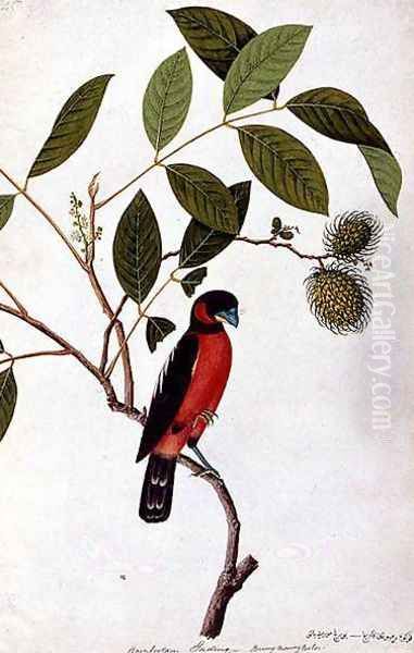 Rainbootani Gading, Boorong Mooray Batou, from 'Drawings of Birds from Malacca', c.1805-18 Oil Painting by Anonymous Artist