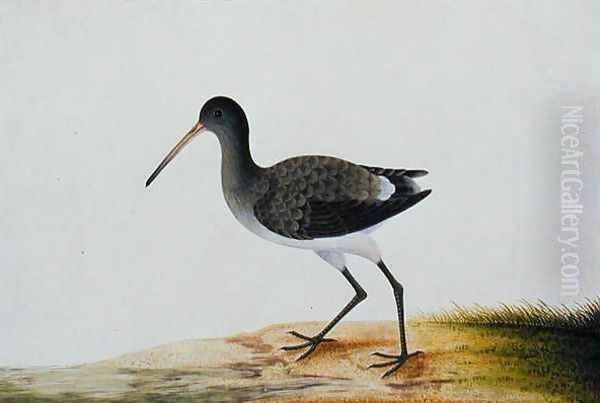 Gajie Gajie, from 'Drawings of Birds from Malacca', c.1805-18 Oil Painting by Anonymous Artist