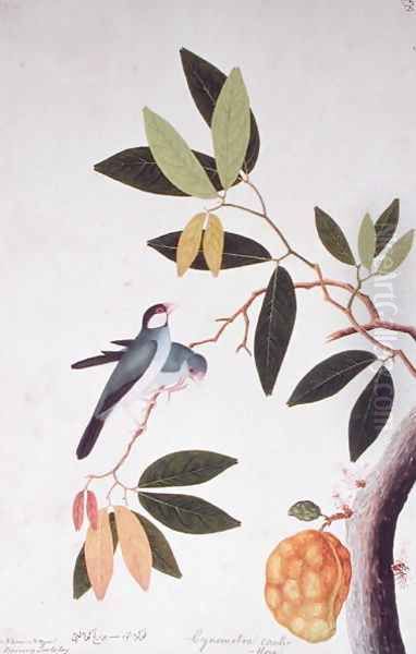 Nam-Nam Boorong Goolalay, Cynometra cauliflora, from 'Drawings of Birds from Malacca', c.1805-18 by Anonymous Artist