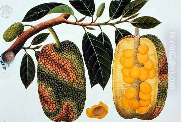 Champedak Artocarpus integrifolia or Longleaved Jack, from 'Drawings of Plants from Malacca', c.1805-18 Oil Painting by Anonymous Artist