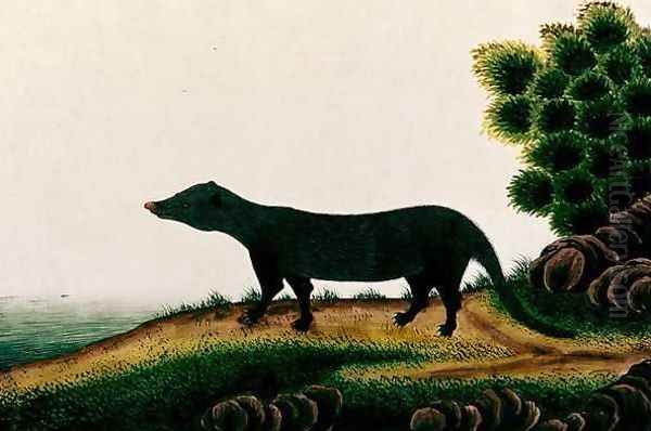 Furred mammal, from 'Drawings of Animals, Insects and Reptiles from Malacca', c.1805-18 Oil Painting by Anonymous Artist