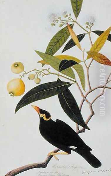 The Miena, Jamboo ai-ere Mawar Boorong Teong and Gracila Religiosa, from 'Drawings of Birds from Malacca', c.1805-18 Oil Painting by Anonymous Artist