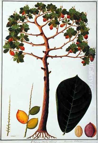 Klapang Terminalia Molucana or Malay Almond, from 'Drawings of Plants from Malacca', c.1805-18 Oil Painting by Anonymous Artist