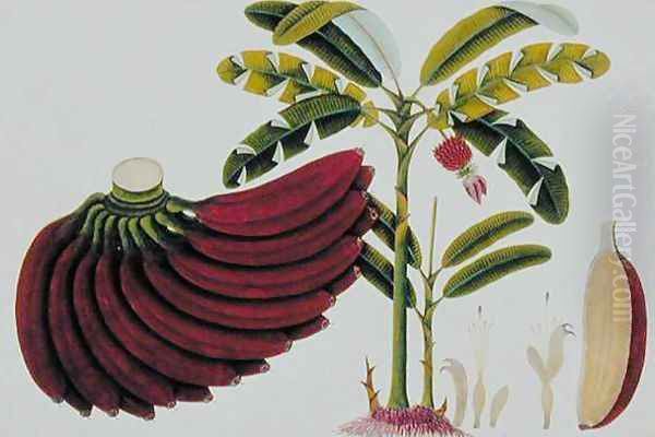 Red Plantain, Pisang oodang, from 'Drawings of Plants from Malacca', c.1805-18 Oil Painting by Anonymous Artist