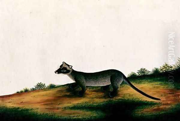 Furred Animal, from 'Drawings of Animals, Insects and Reptiles from Malacca', c.1805-18 Oil Painting by Anonymous Artist