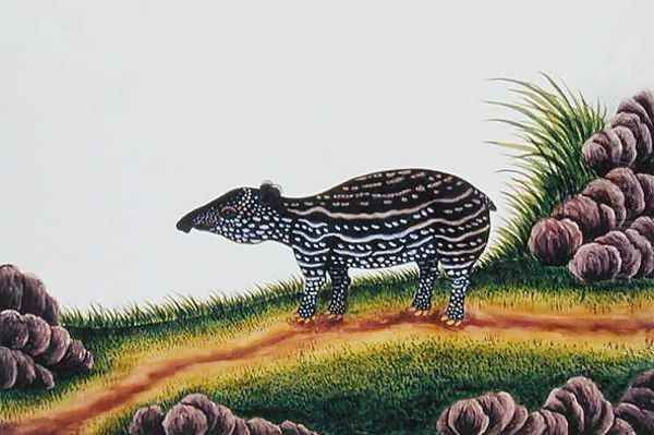 Young Tapir of Malacca, from 'Drawings of Animals, Insects and Reptiles from Malacca', c.1805-18 Oil Painting by Anonymous Artist