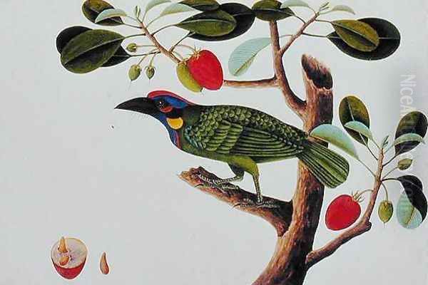 Exotic Bird, from 'Drawings of Birds from Malacca', c.1805-18 Oil Painting by Anonymous Artist