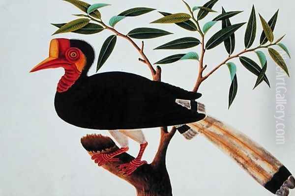 Jibang Aluntooa, from 'Drawings of Birds from Malacca', c.1805-18 Oil Painting by Anonymous Artist