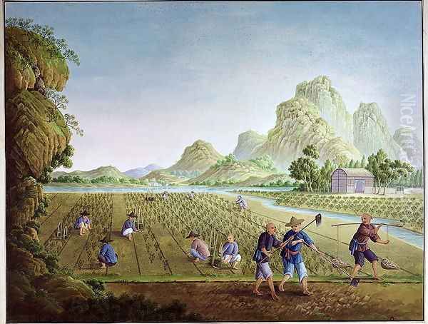 Rice cultivation in China, transplanting plants Oil Painting by Anonymous Artist