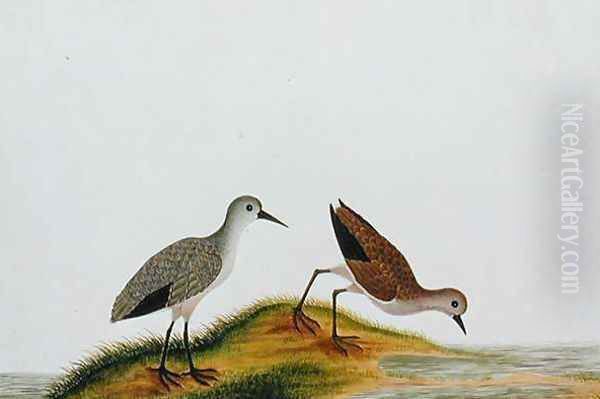 Koodie Die, from 'Drawings of Birds from Malacca', c.1805-18 Oil Painting by Anonymous Artist