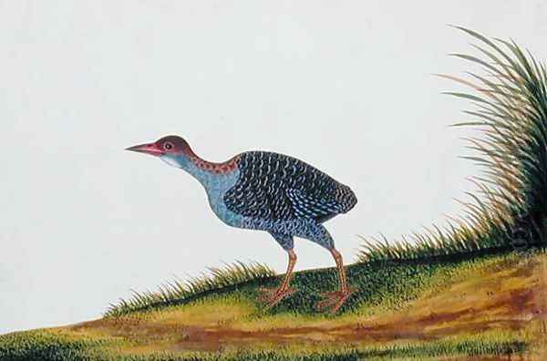 Exotic Bird, from 'Drawings of Birds from Malacca', c.1805-18 (7) Oil Painting by Anonymous Artist