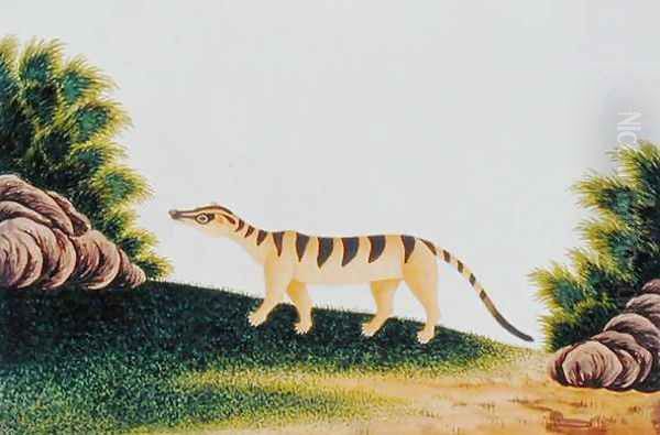 Furred Animal, from 'Drawings of Animals, insects and Reptiles from Malacca', c.1805-18 (2) Oil Painting by Anonymous Artist