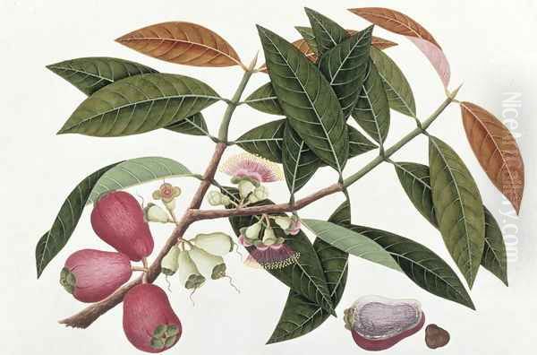 Jamboo Telore mera or Eugenia Malacceusis, from 'Drawings of Plants from Malacca', c.1805-18 Oil Painting by Anonymous Artist