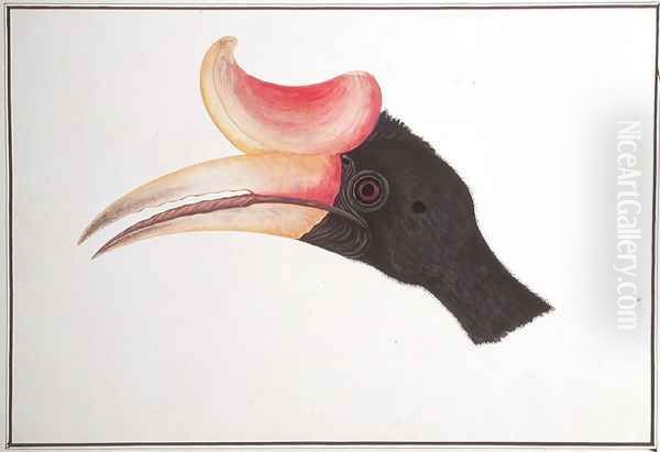 Head of a Bird, from 'Drawings of Birds from Malacca', c.1805-18 Oil Painting by Anonymous Artist