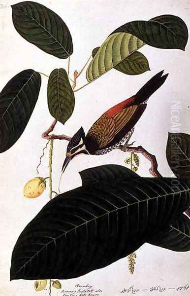 Poolasan, Boorong Radja Oolang, from 'Drawings of Birds from Malacca', c.1805-18 Oil Painting by Anonymous Artist