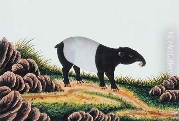 Tapir of Malacca, from 'Drawings of Animals, Insects and Reptiles from Malacca', c.1805-18 Oil Painting by Anonymous Artist