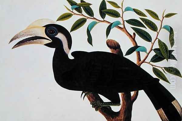 Ke-ke, from 'Drawings of Birds from Malacca', c.1805-18 (2) Oil Painting by Anonymous Artist