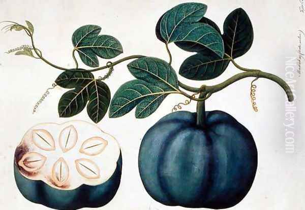 Mendickay or Water Melon, from 'Drawings of Plants from Malacca', c.1805-18 Oil Painting by Anonymous Artist