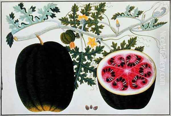 Mindikay or Water Melon, from 'Drawings of Plants from Malacca', c.1805-18 Oil Painting by Anonymous Artist