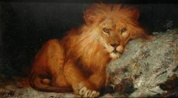 Lion Study Oil Painting by William Strutt